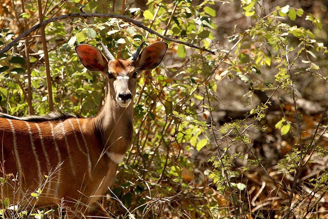 Soul Of Africa Lodge Thabazimbi Bagian luar foto